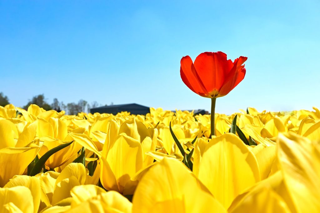 A single red tulip standing out in a yellow tulip field