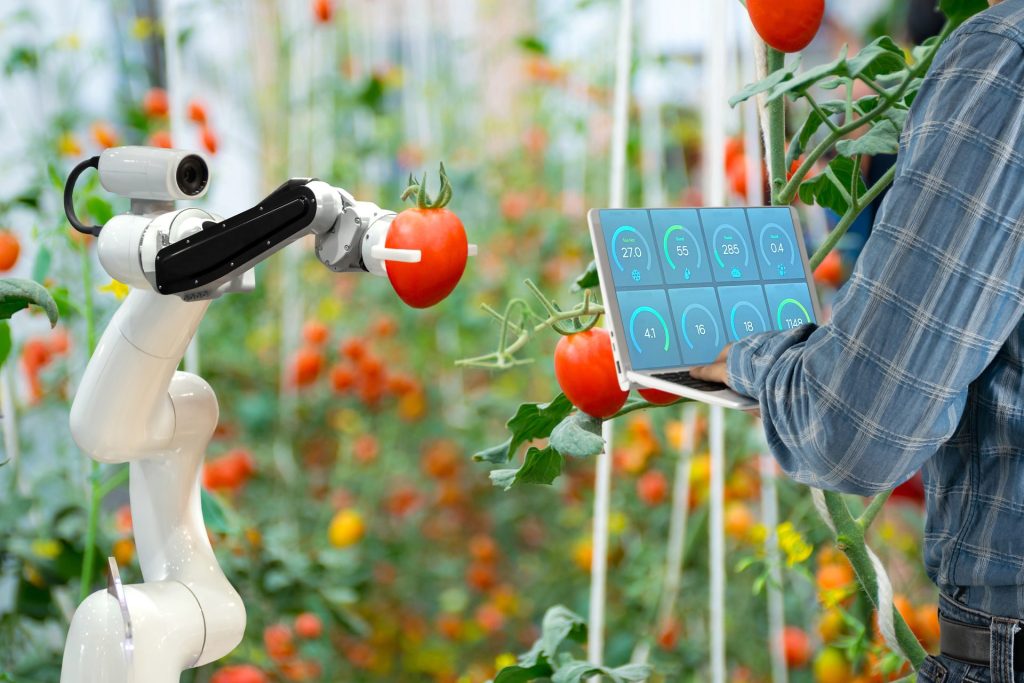 Robot picking tomatoes in a greenhouse